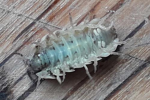 Réf. 327 483 : Armadillidium vulgare
